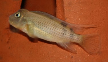 Buckelkopfbuntbarsch Steatocranus casuarius