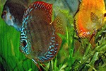 Symphysodon discus 