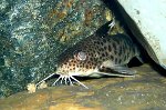 synodontismultipunctuatus01 tn