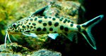 synodontismultipunctuatus02 tn