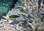 Tetraodon biocellatus Tetraodon biocellatus