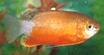 Trichogaster chuna - Rote Variante