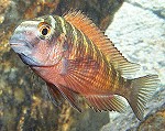 Tropheus Moorii (Kasanga)
