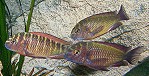 Tropheus Moorii "Red Rainbo" (Kasanga)