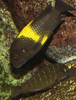 Tropheus spec. Tropheus moorii