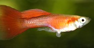 Guppy mit Würmer