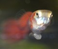 Guppy mit Würmer