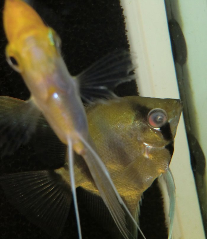 Augentrübungen bei Fischen | Details, Fotos und Behandlung