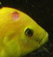 Labidachromis Yellow
