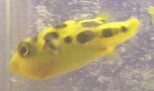 Bakterielle Infektionen Kugelfisch