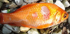 Bakterielle Infektionen Goldfisch