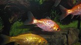 Bakterielle Infektionen Goldfische