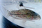 Corydoras trilineatus