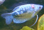 Blauer Fadenfisch 