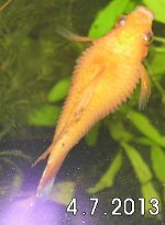 Platy mit Bauchwassersucht