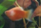 Platy Weißmaulkankrheit