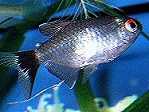 Rotauge