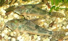 Geschwüre Corydoras paleatus