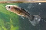 Guppy Haarwürmer