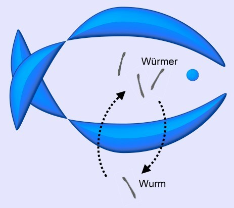 Wurmbefall bei Zierfische Ablauf und Schaubild