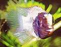 Bakterielle Infektionen Apistogramma macmasteri
