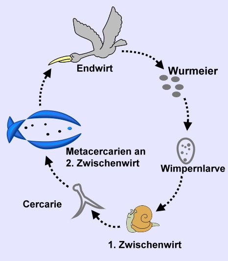 trematoden01