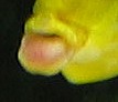 Tumor Yellow Buntbarsch