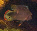 Apistogramma panduro