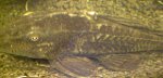 Pleco