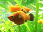 Platy