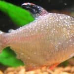 Ichthyo