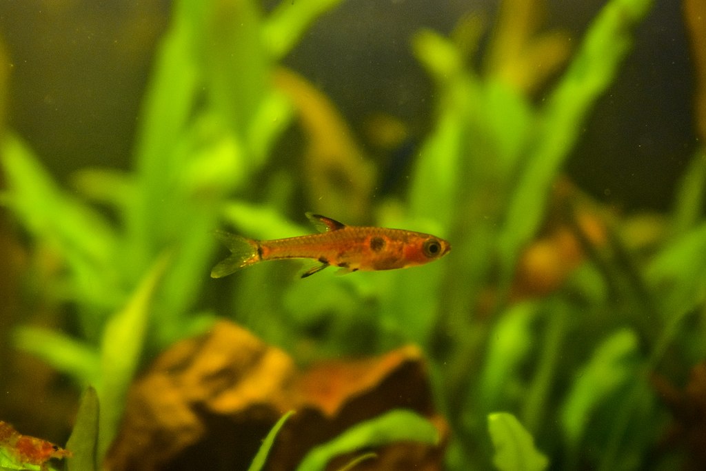 Borara Maculatus im Aquarium