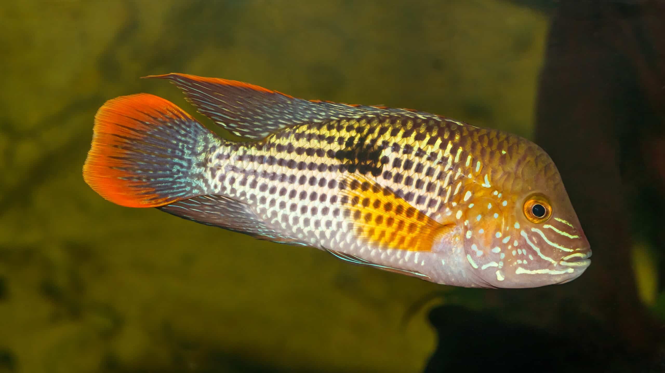 Goldsaumbuntbarsch im Aquarium