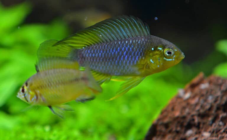 Apistogramma im Aquarium Haltung und Arten