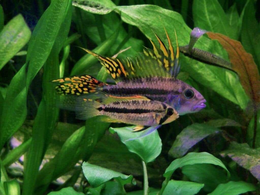 Kakadubuntbarsche / Kakadu Zwergbuntbarsche im Aquarium