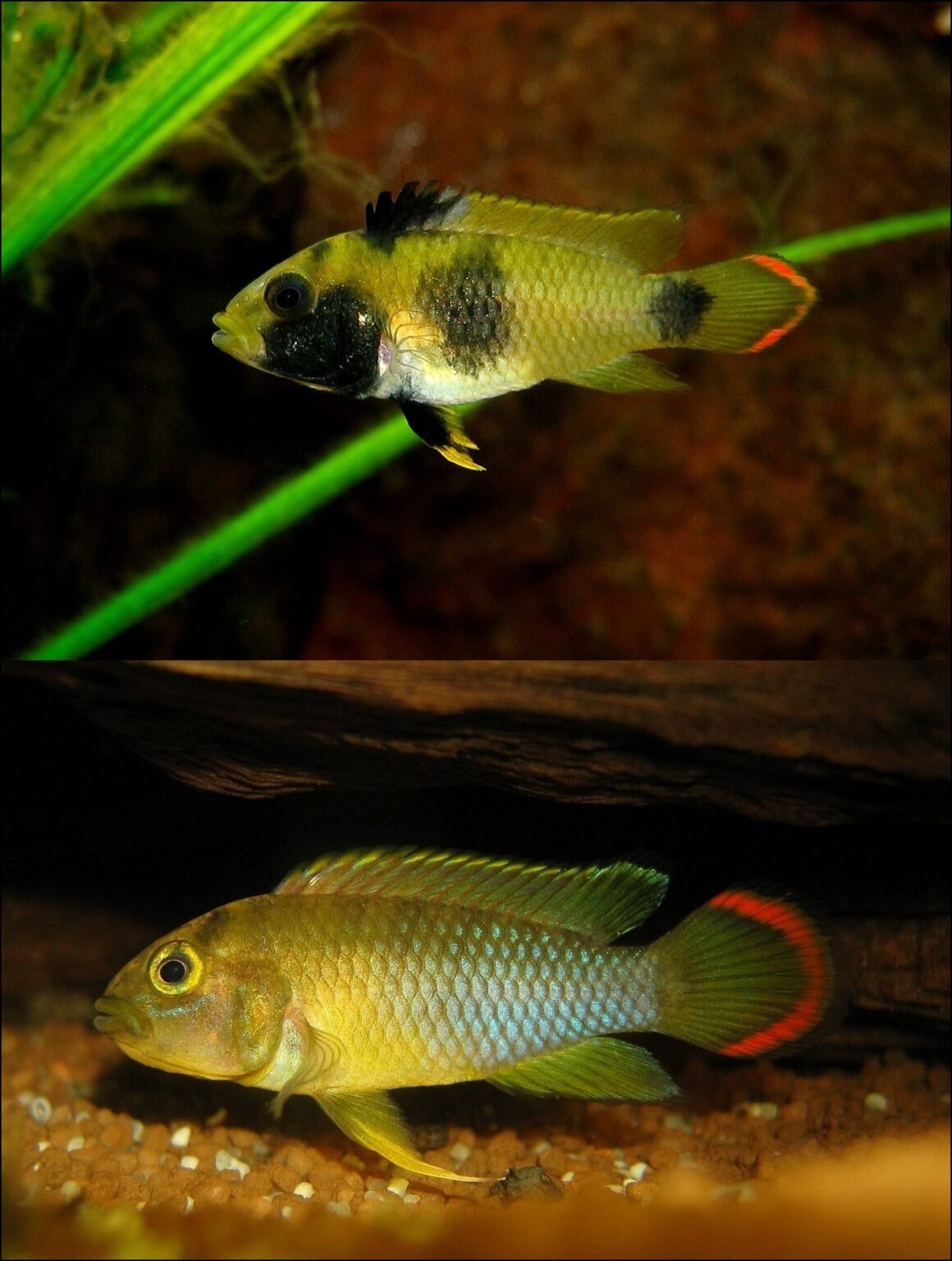 Inka Zwergbuntbarsch (Apistogramma baenschi) | Alle Infos und Details