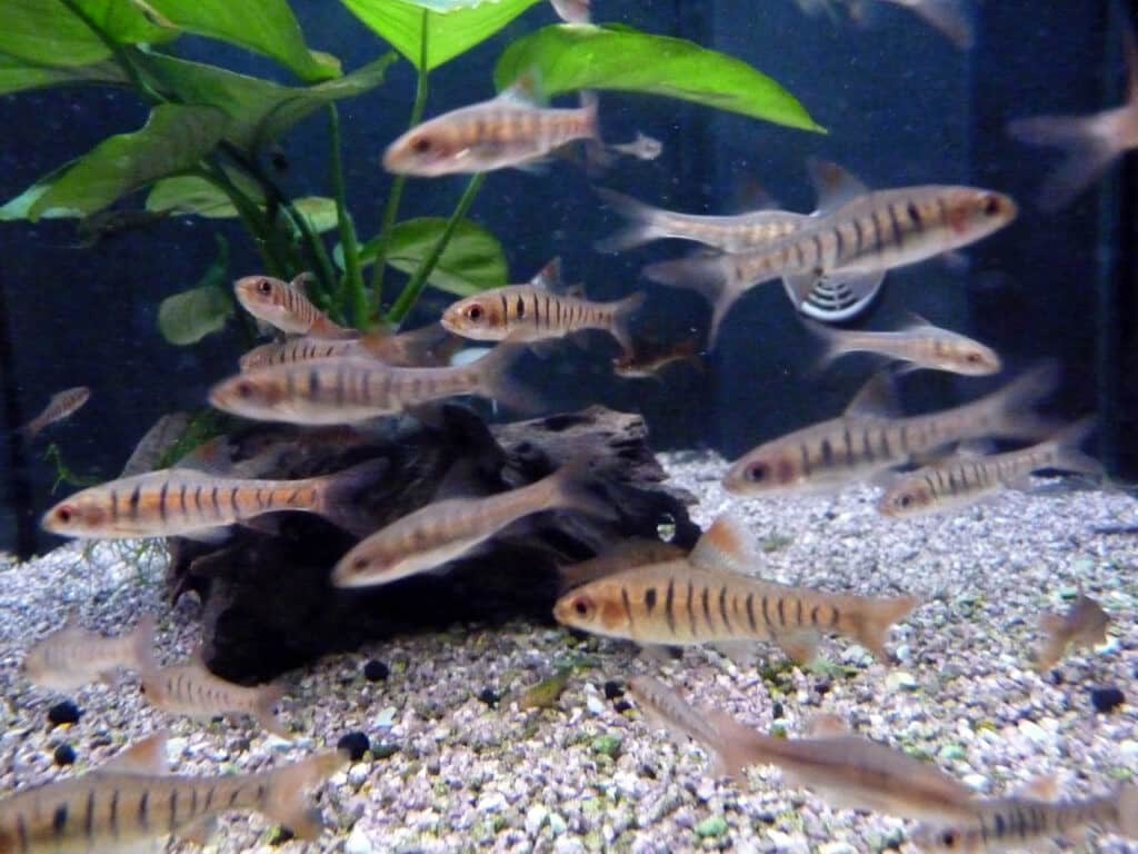 Angola / Blaustrichbarben im Aquarium