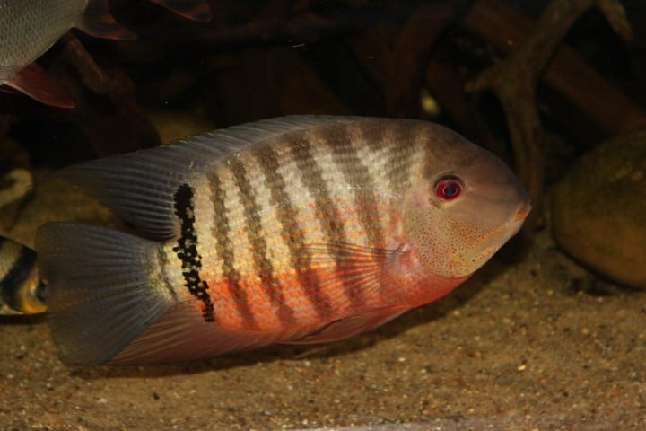 Augenfleckbuntbarsch im Aquarium