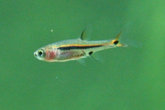 Schwanzfleckbärblinge im Aquarium