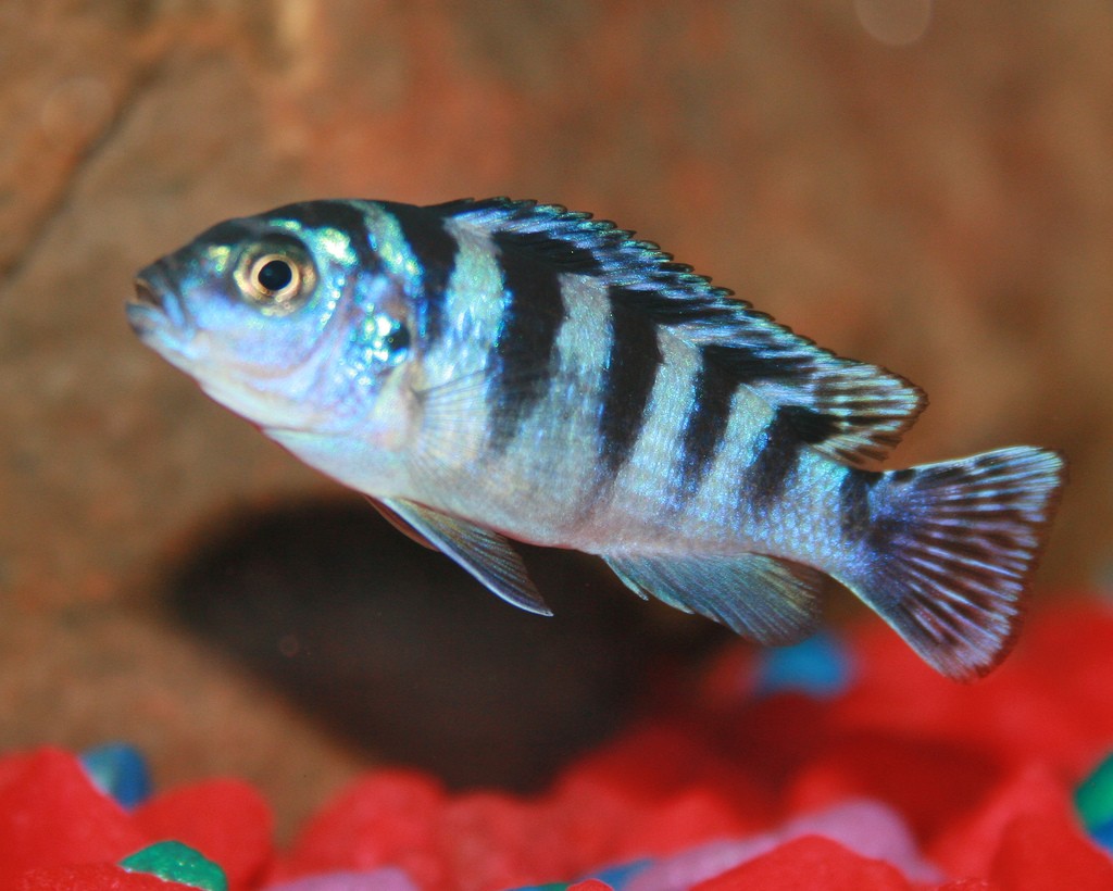 Prachtmaulbrüter Weibchen im Aquarium