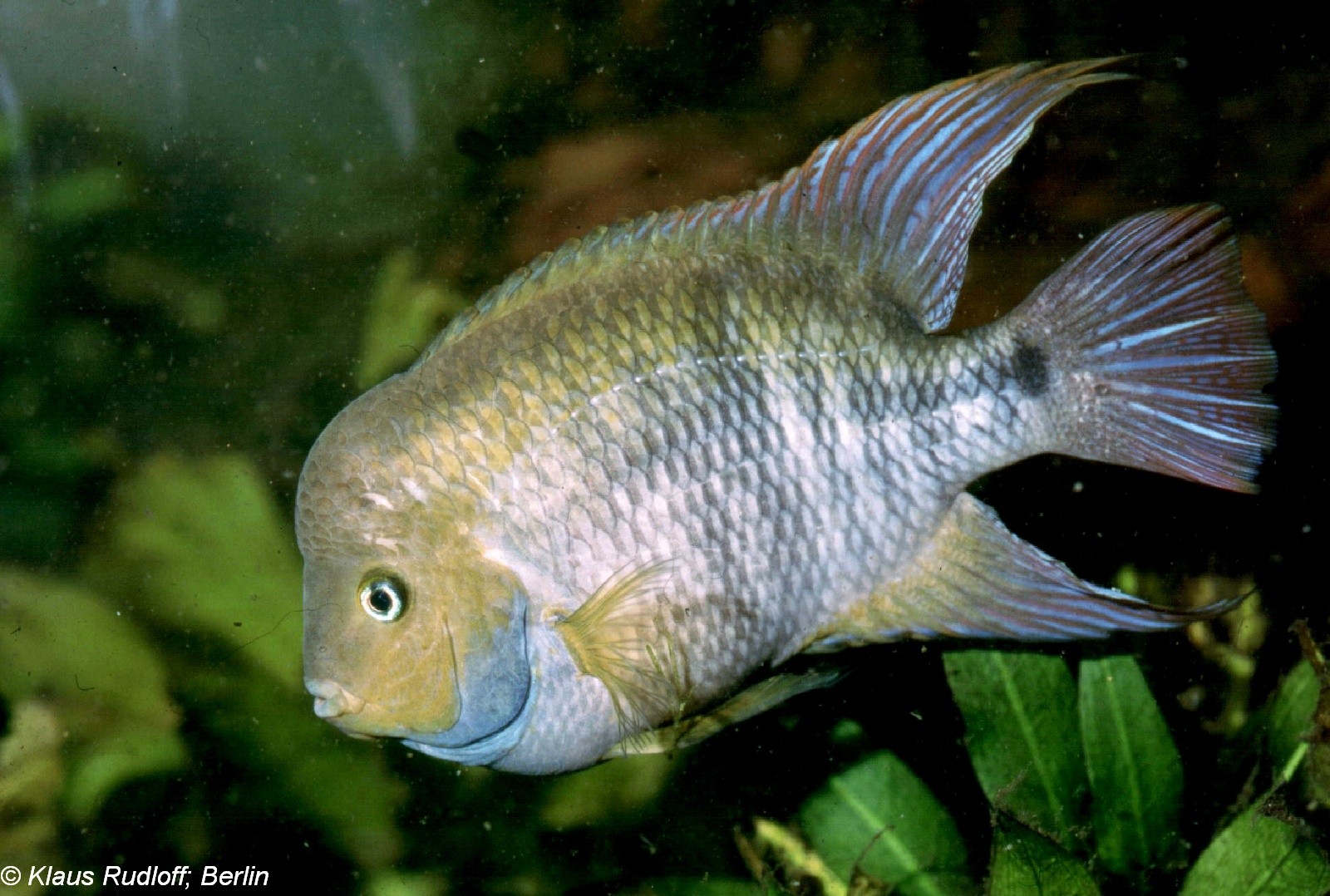 Costa Rica Buntbarsch im Aquarium