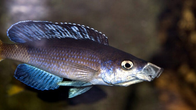 Cyprichromis_kitumba