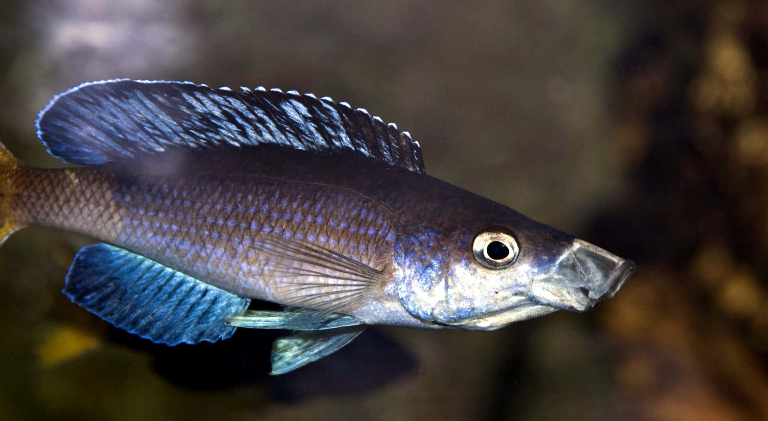 Cyprichromis_kitumba