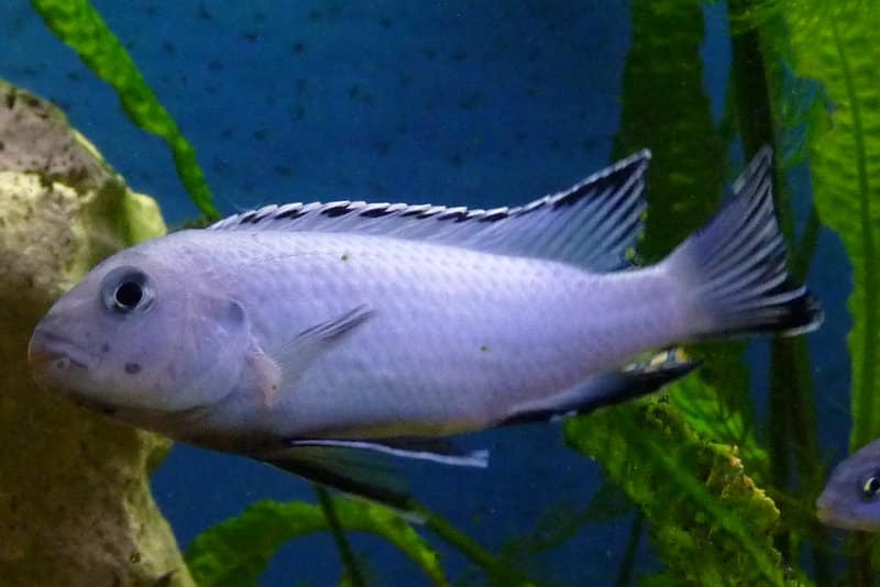 Eisblaue Maulbrüter im Aquarium