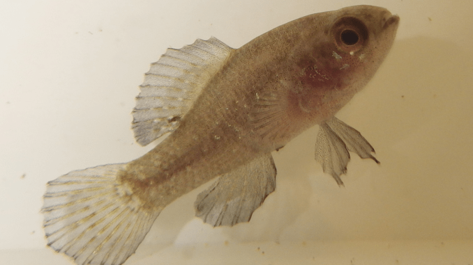 Schwarzbarsche Elassoma evergladei