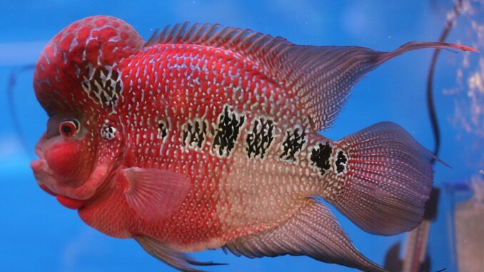 Flower Horn Cichliden im Aquarium