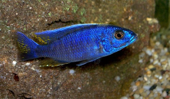 Azurcichliden im Aquarium