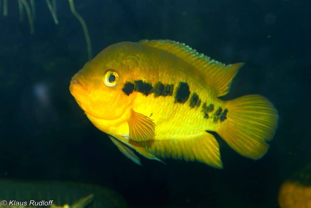 Regenbogenbuntbarsche im Aquarium