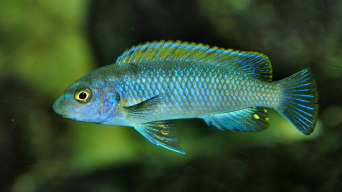 Gestreckter Schabemund-Buntbarsch Gestreckter Schabemund-Buntbarsch im Aquarium