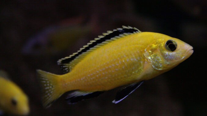 Goldener Labidochromis im Aquarium